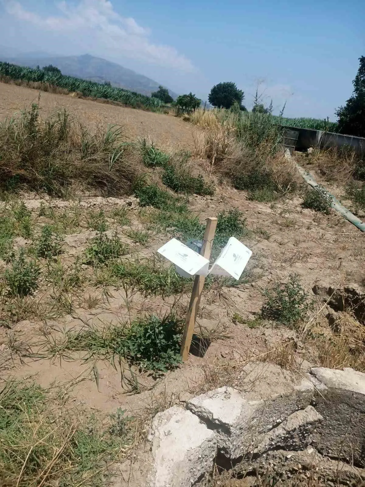 Köşk ovasında kritik mesai: Tarım ekipleri tarlaları karış karış denetledi