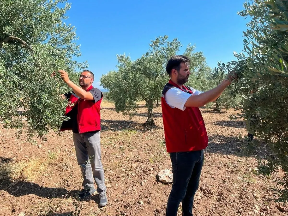 Akhisar ovasında kritik nöbet: Zeytin üreticisi için seferberlik başlatıldı