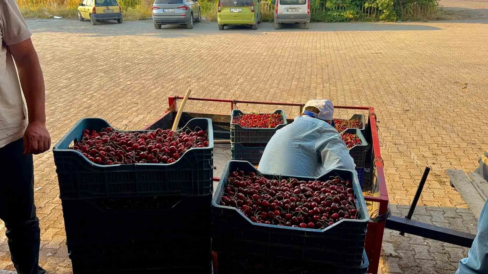 Avrupa ve Rusya'nın tercihi Afyon'dan gidiyor: Napolyon kirazında hasat heyecanı