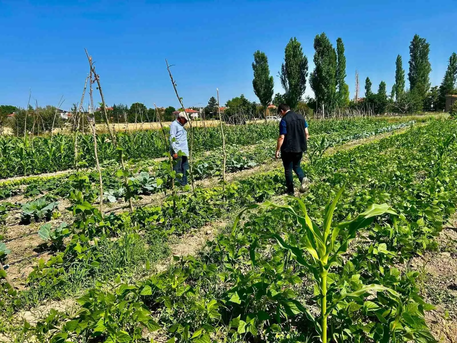 Afyonkarahisar’da tarım seferberliği: Üreticinin tarlasına uzman eli değdi