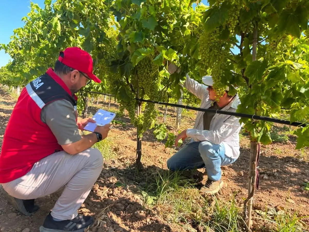 Manisa'nın bereketli bağlarında 2026 rotası çiziliyor: Rekolte mesaisi başladı