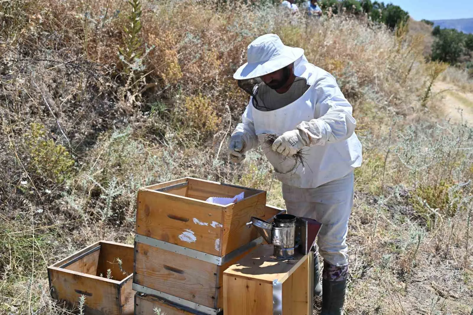 Manisa'da arıcılık seferberliği: Üreticiye ücretsiz ana arı desteği
