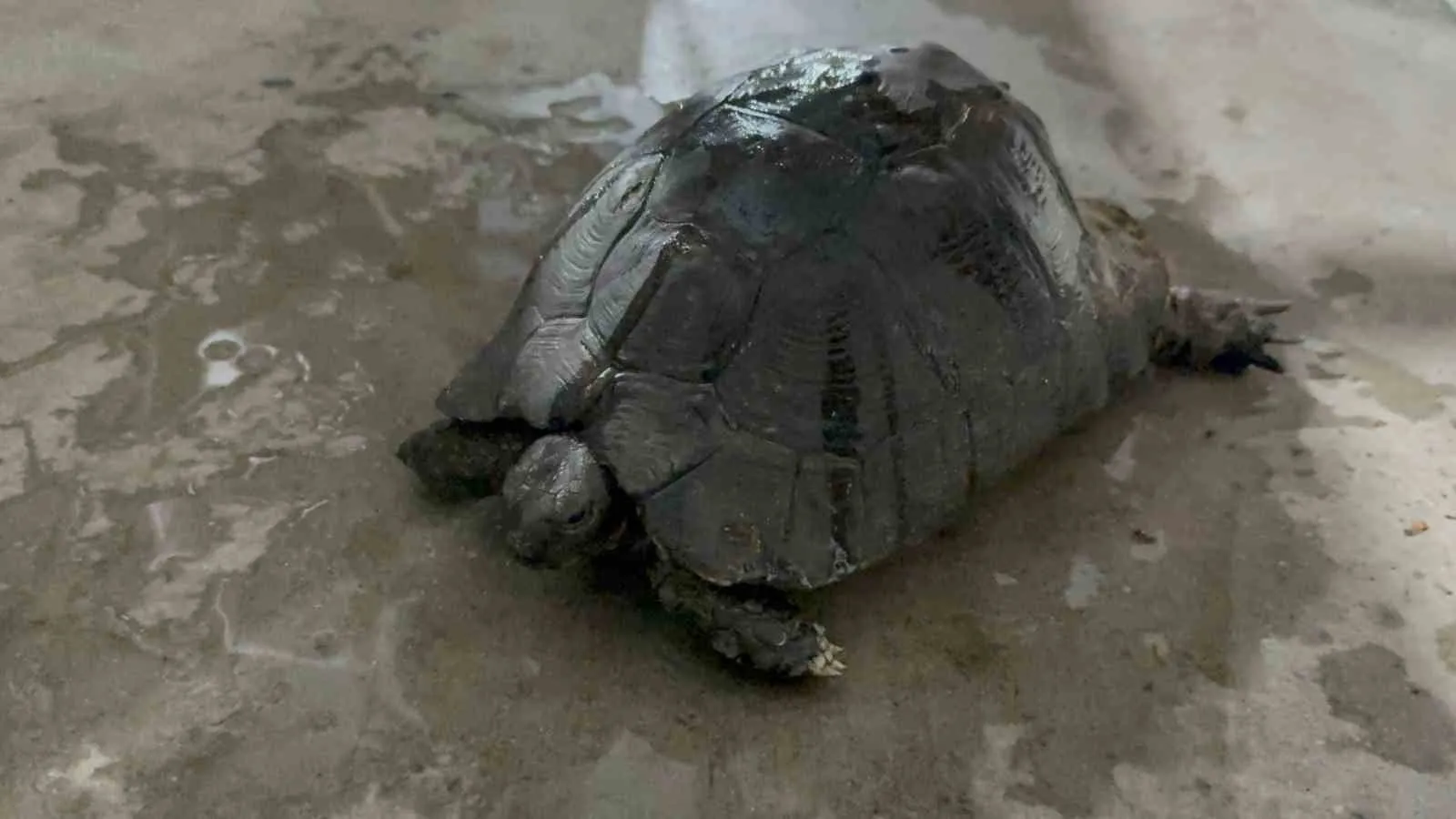 Seydikemer’de orman yangınının sessiz mağduruna gönüllü şefkati