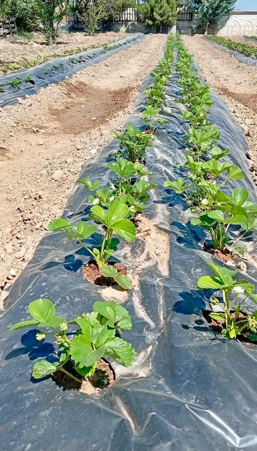 İscehisar’da toprak bereketlendi: ADEM projesiyle ilk ürünler toplandı