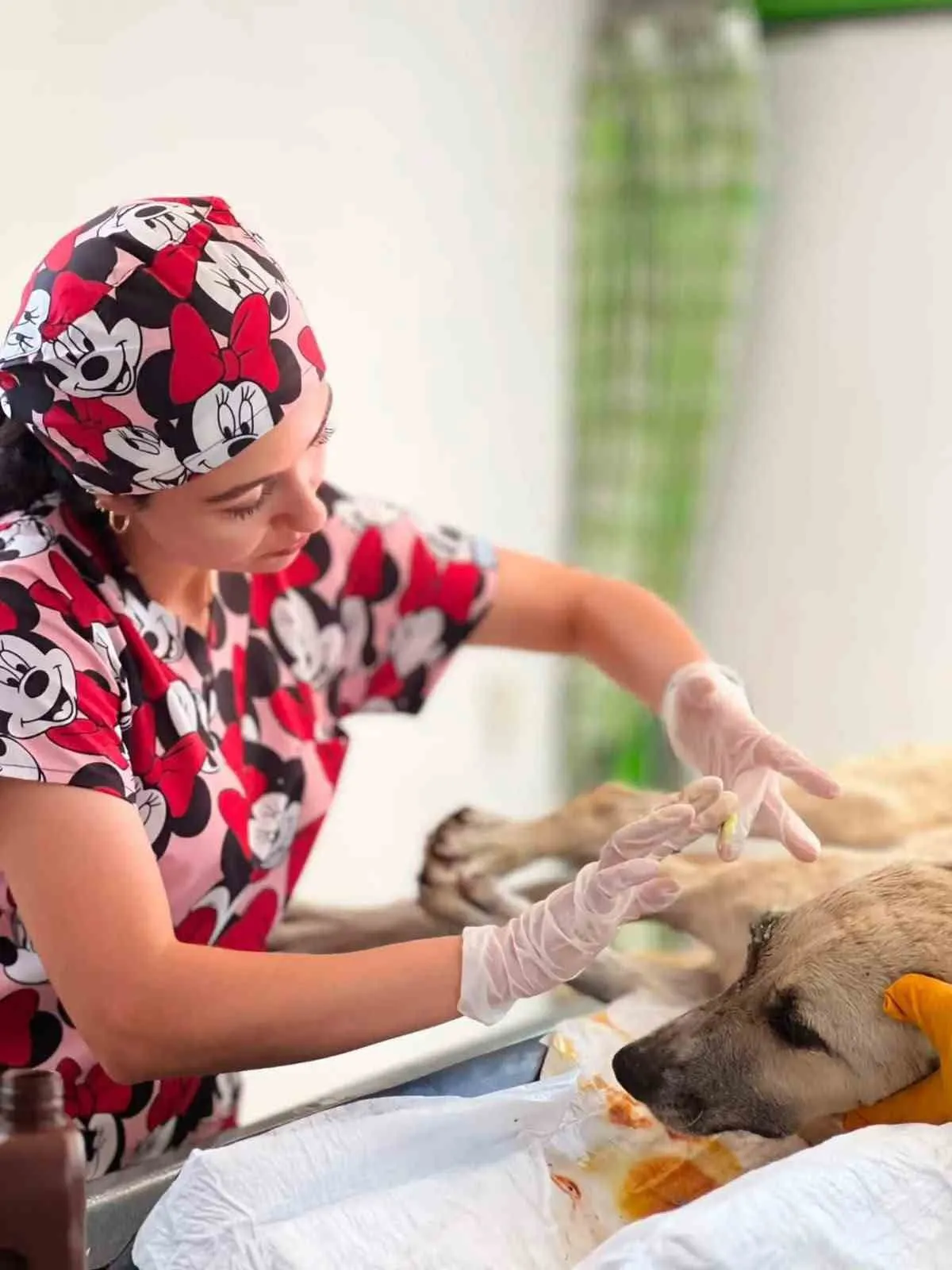 Ölümden döndü: Sarıgöl'de yaralı köpeğe belediye şefkati