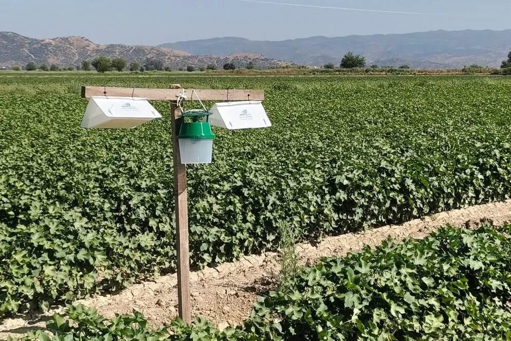 Pamukta verim kaybına feromonlu önlem: Efeler'de yeni dönem başladı