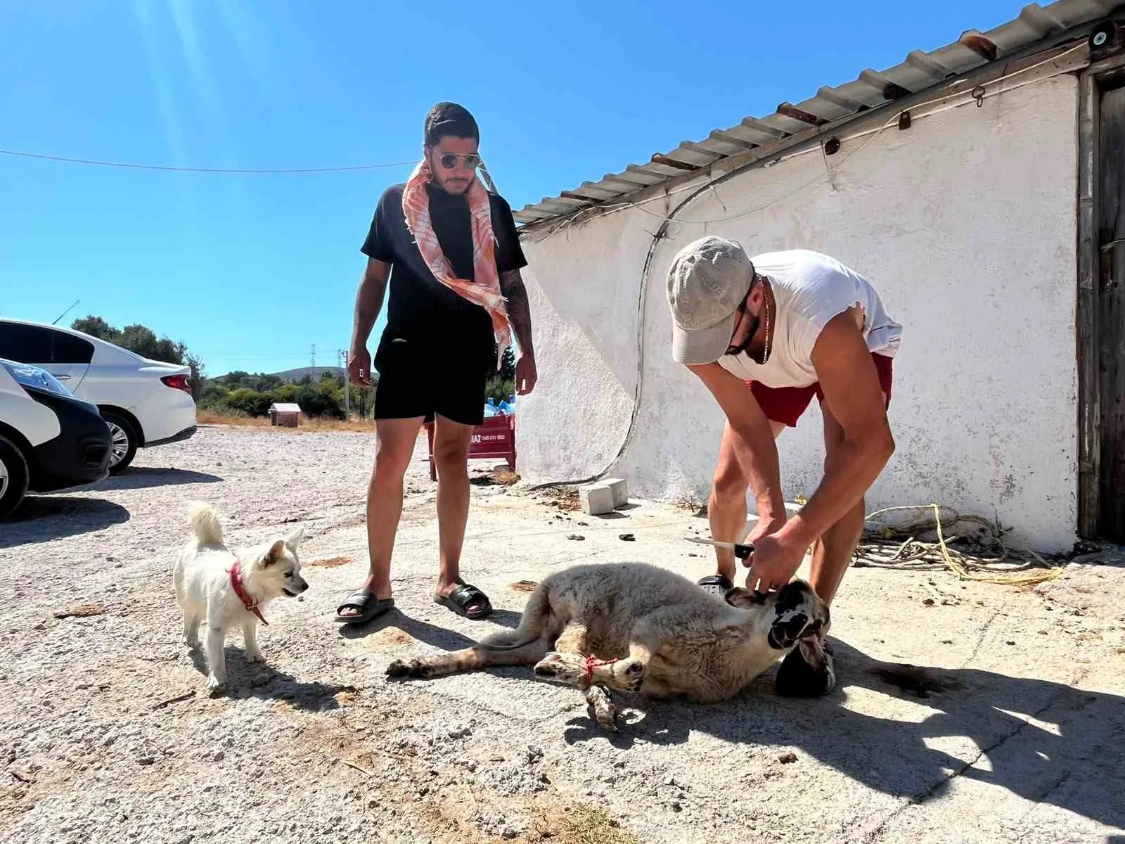 Beş yıllık pişmanlık kurbanla bitti: Ehliyetine kavuşan galerici tövbe etti
