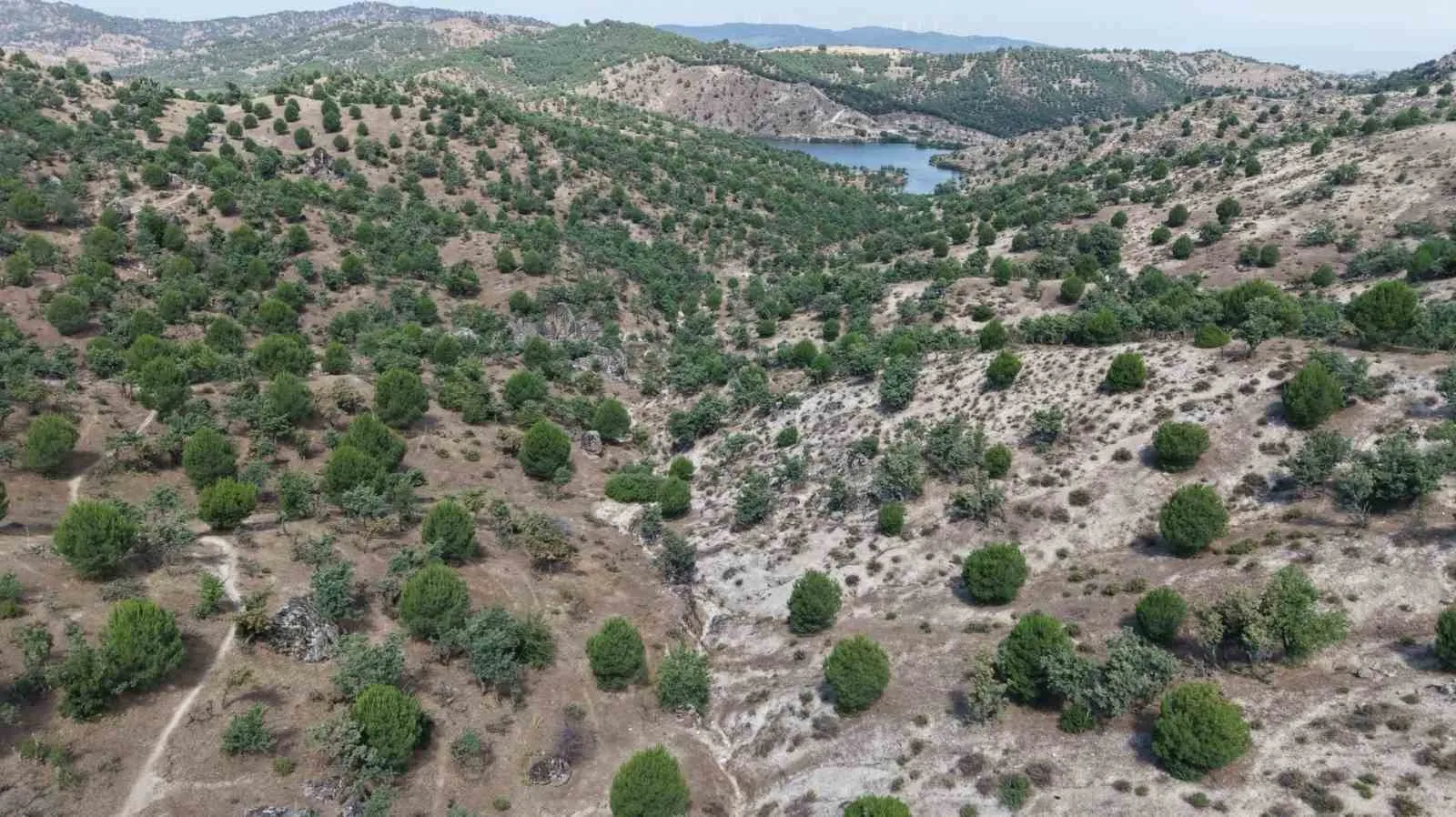 Koçarlı’da 15 yıllık sabır meyvesini verdi: Fıstıkçamları ormana dönüştü