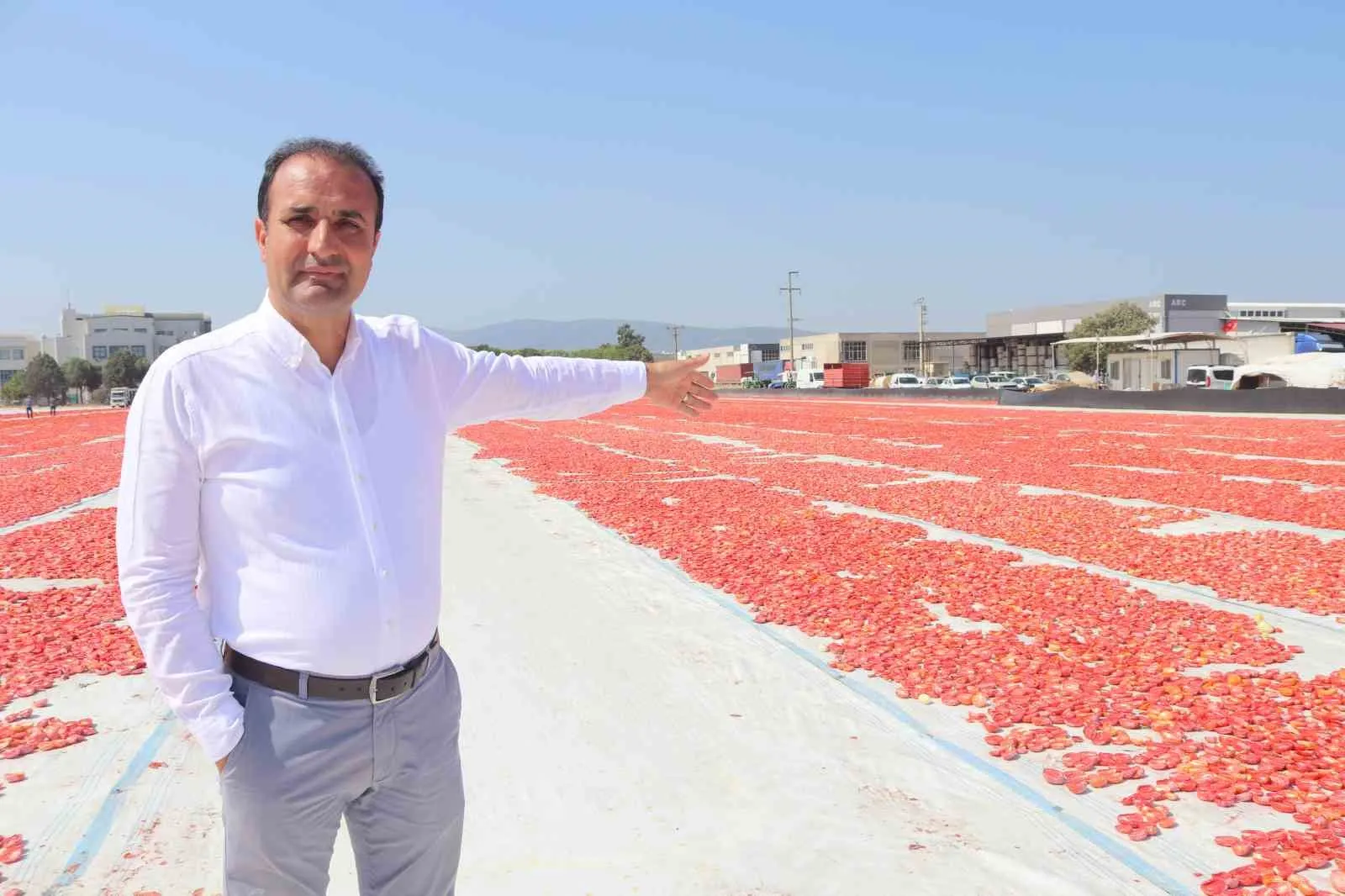 Torbalı ovasında kızıl hasat: İtalyanların vazgeçilmezi güneşle buluştu