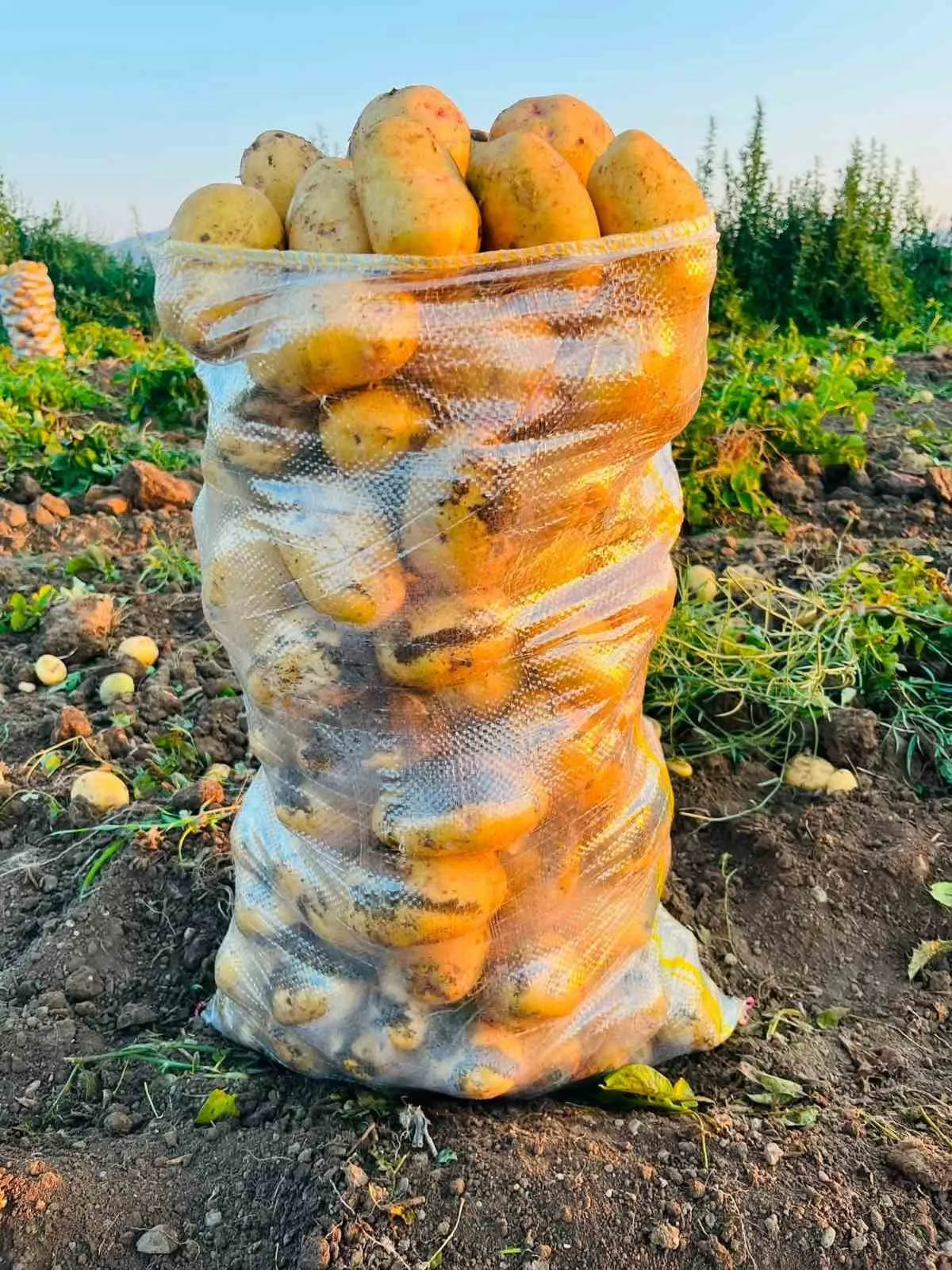 Çölovası’nda toprak bereketi sofralara taşıyor: Patates hasadında yüzler gülüyor