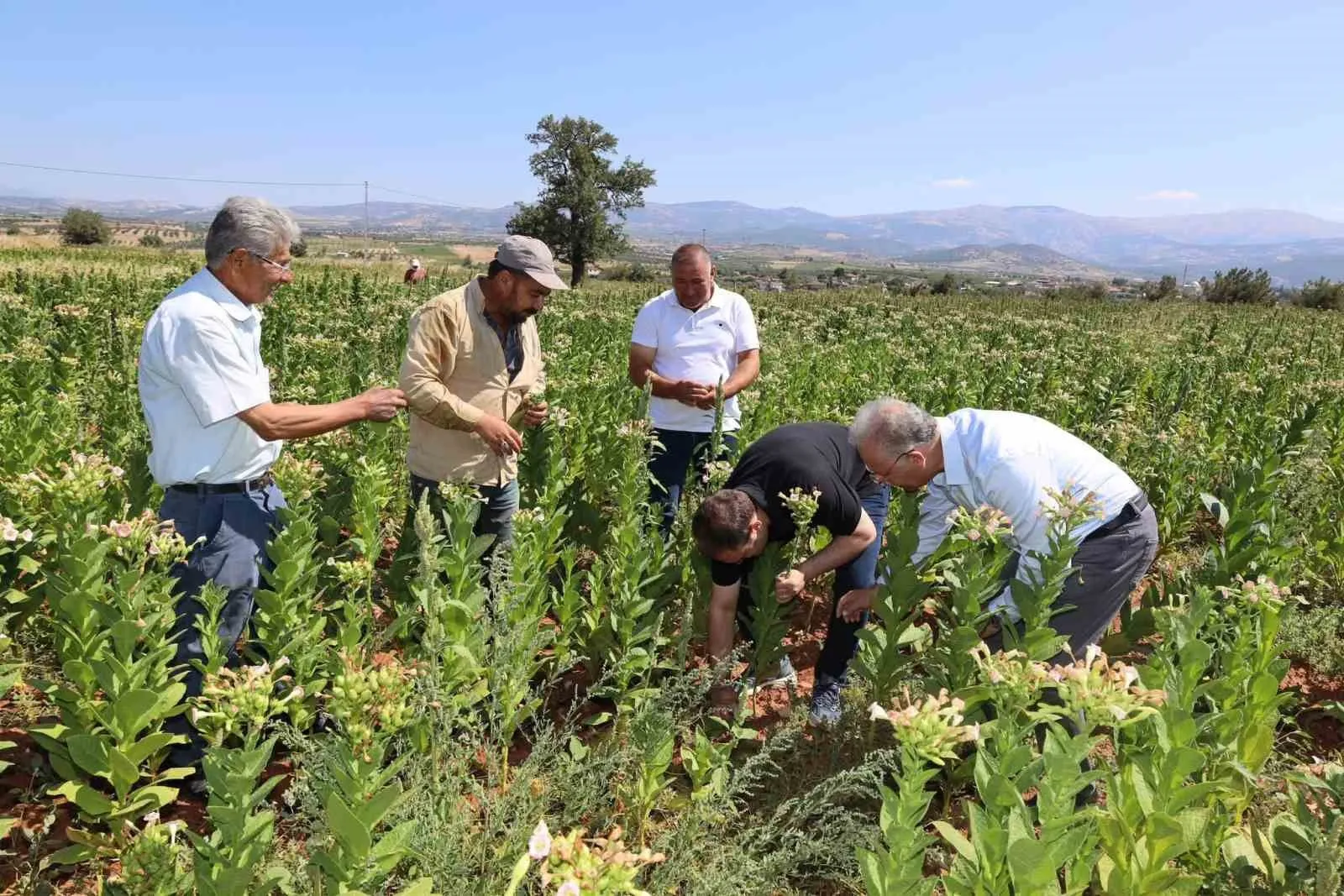 Karacasu’da tütün tarlasında mesai: Kaymakam Battal üreticinin yanında