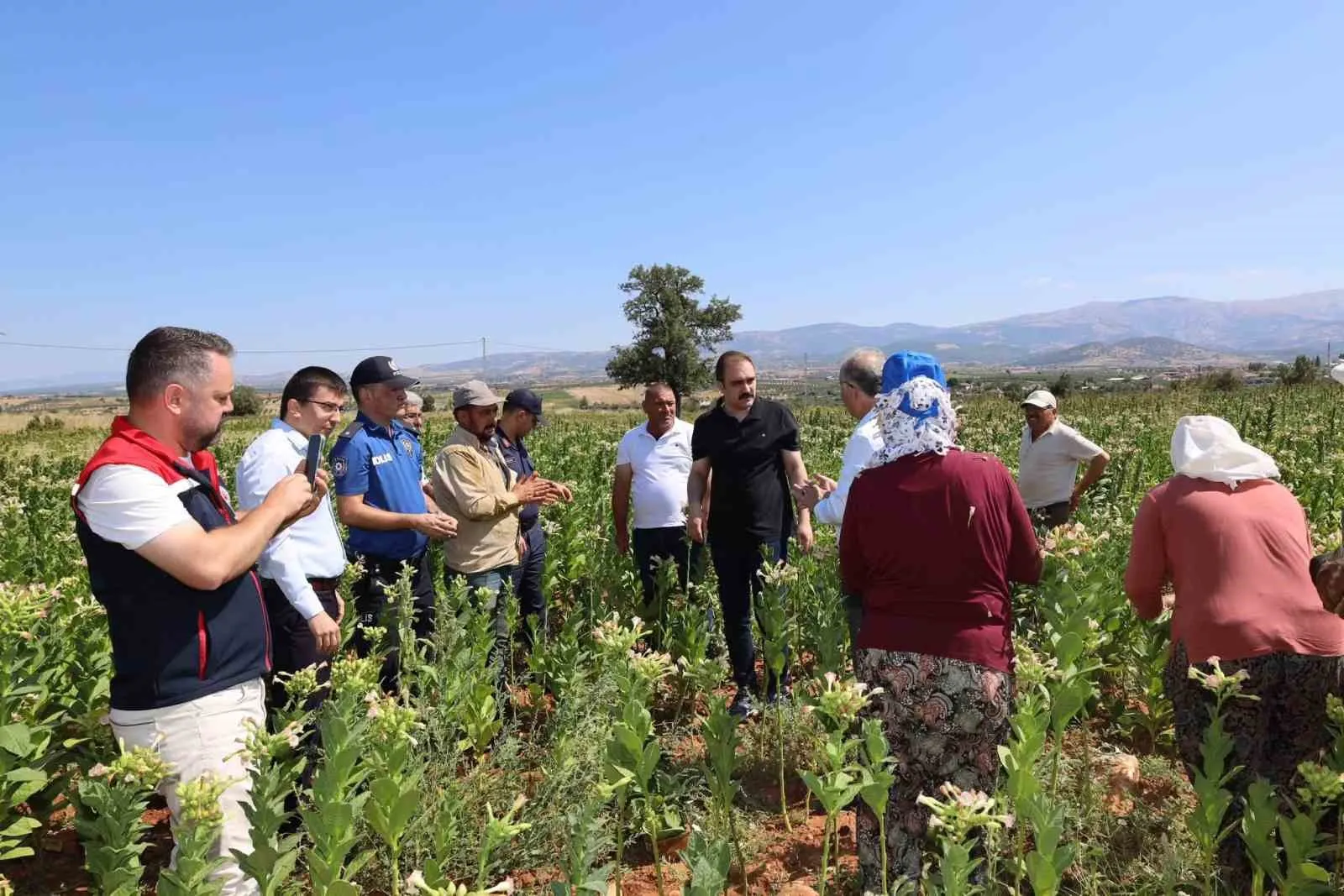 Karacasu’da tütün tarlasında mesai: Kaymakam Battal üreticinin yanında
