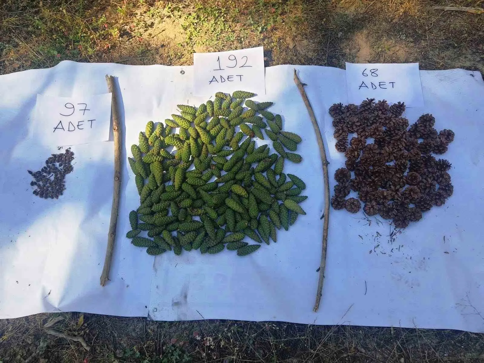 Kütahya ormanlarında doğanın bereketi: Karaçamlar için altın yıl başlıyor