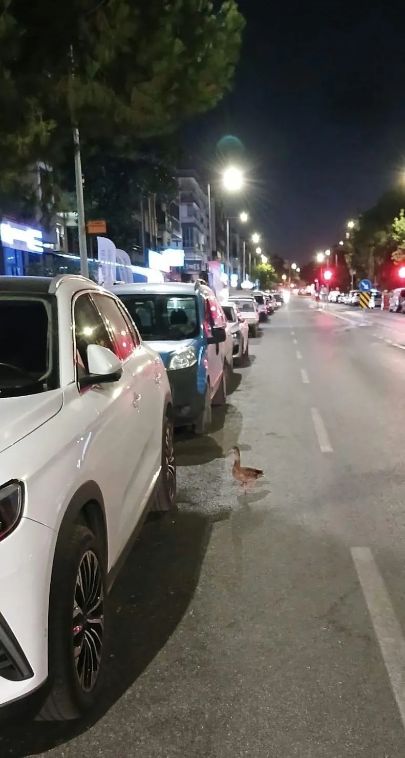 Karşıyaka trafiğinde beklenmedik misafir: Zabıta ekipleri seferber oldu