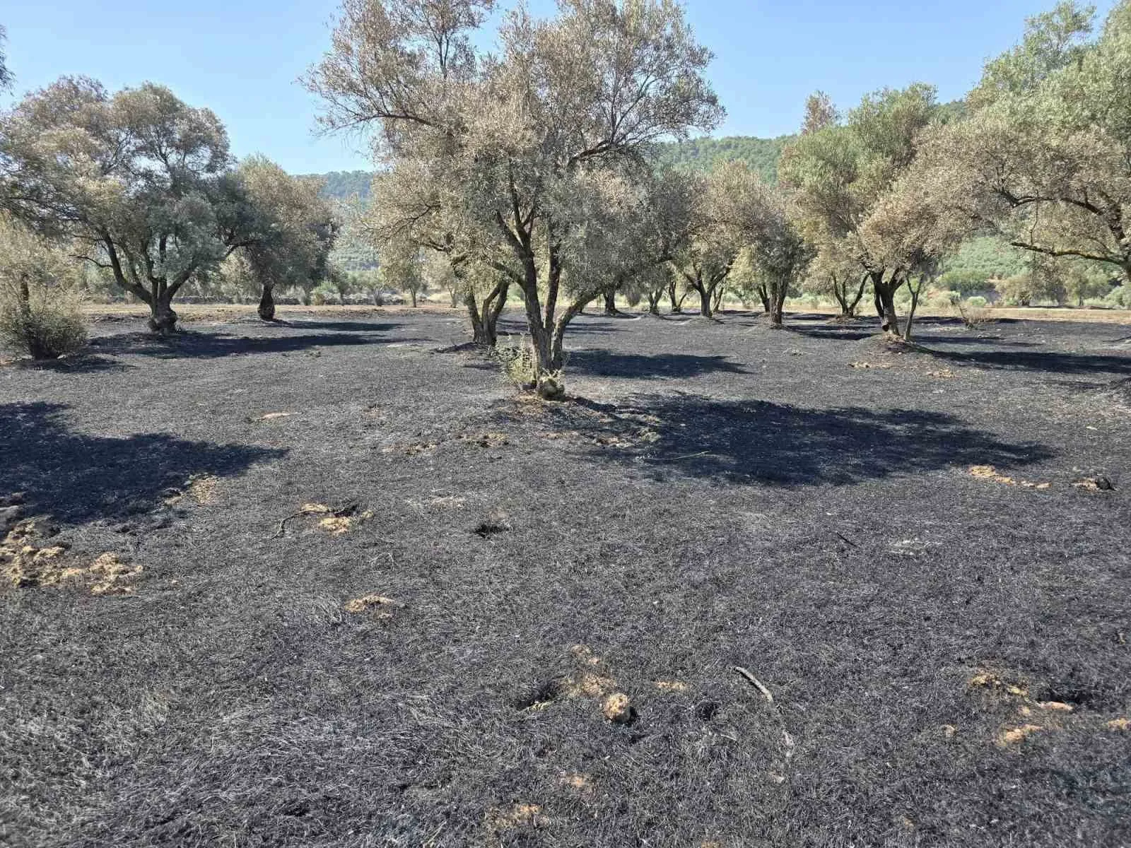 Bozdoğan’da yangın yaraları sarılıyor: Üreticinin kaybı tek tek kayıt altına alınıyor