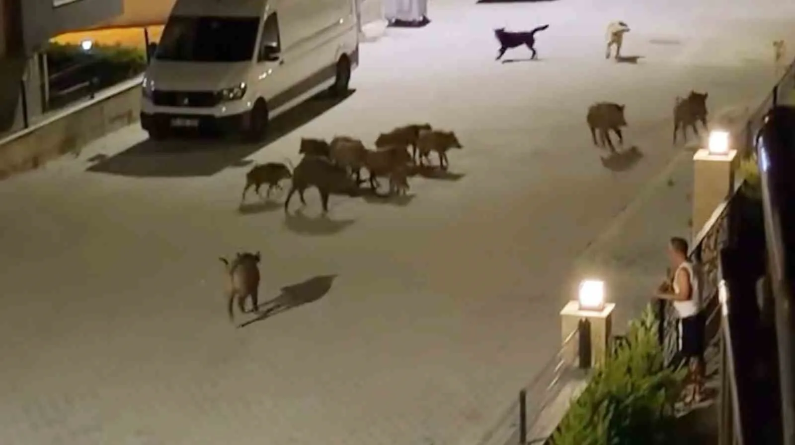Doğada eşine az rastlanır dayanışma: Köpeklerin kıskacındaki domuzu sürüsü kurtardı
