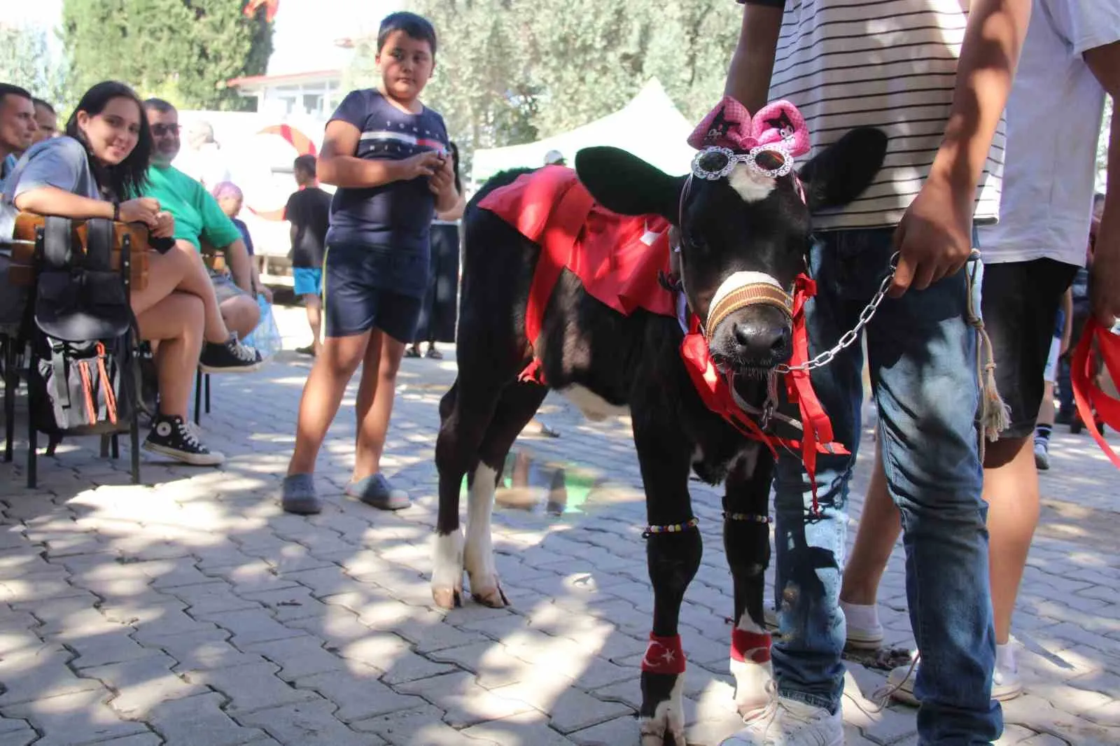 Yerkesik’te 38. Geleneksel Festivalde Minik Şampiyonlar Podyumda: Buzağı Güzellik Yarışması Büyük Beğeni Topladı
