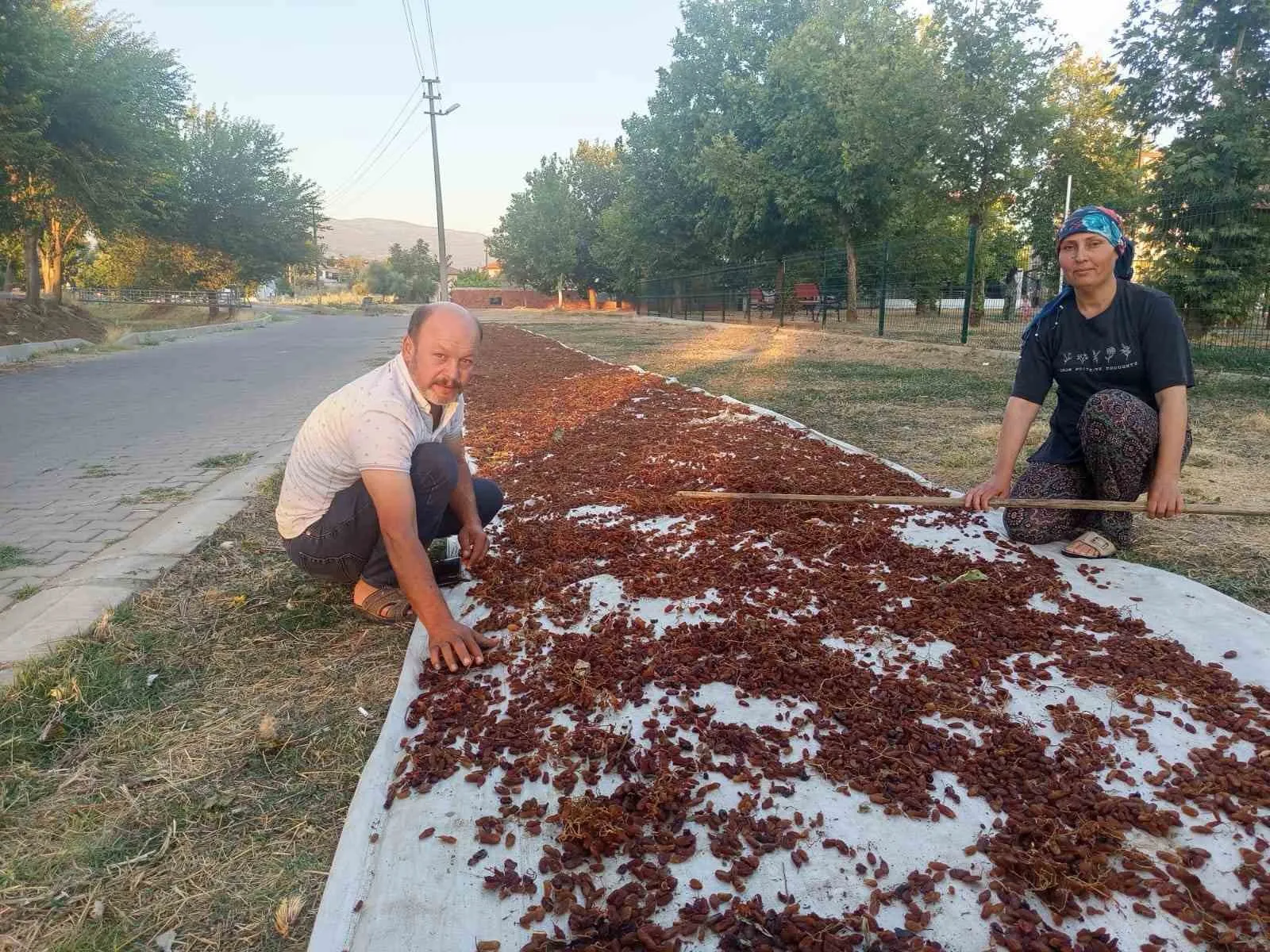 Sarıgöl’de bağlarda hasat bereketi: İlk ürünler çuvallara girdi