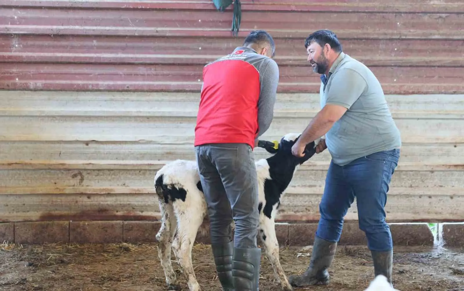 Muğla hayvancılığında devrim: Hedef buzağı ölümlerini yüzde 1’e çekmek