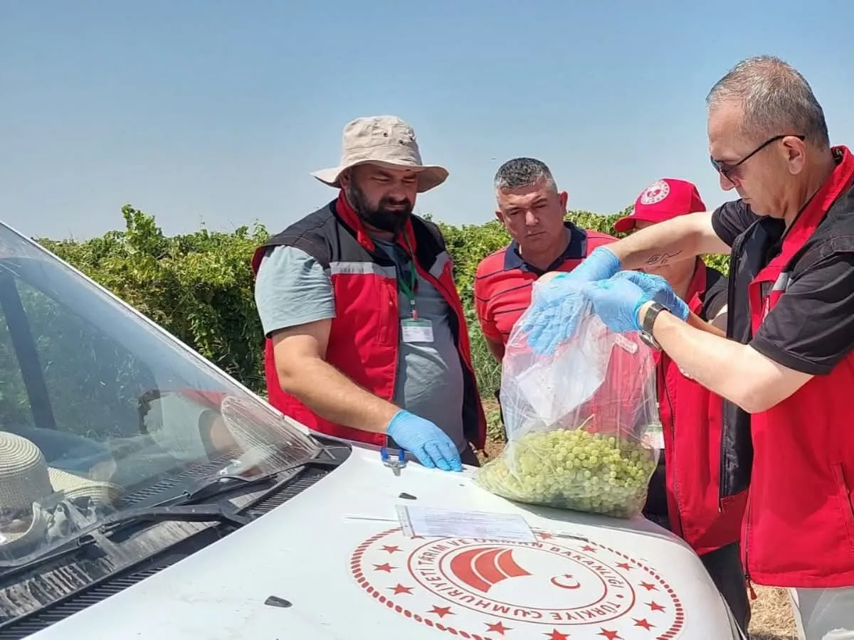 Manisa’da 7 İlçede Organik Üzüm Mesaisi: Bağlardan Laboratuvara Uzanan Titiz Takip