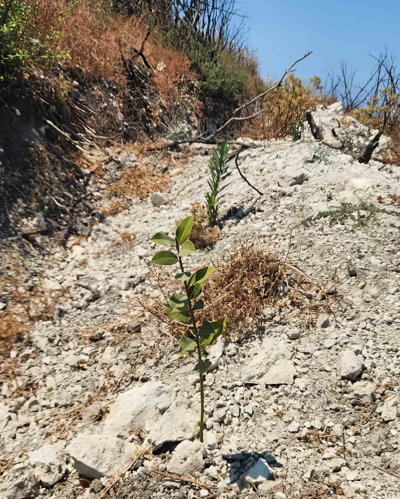 Küllerinden doğan ormanlar: Aliağa ve Foça’da yeşil seferberlik