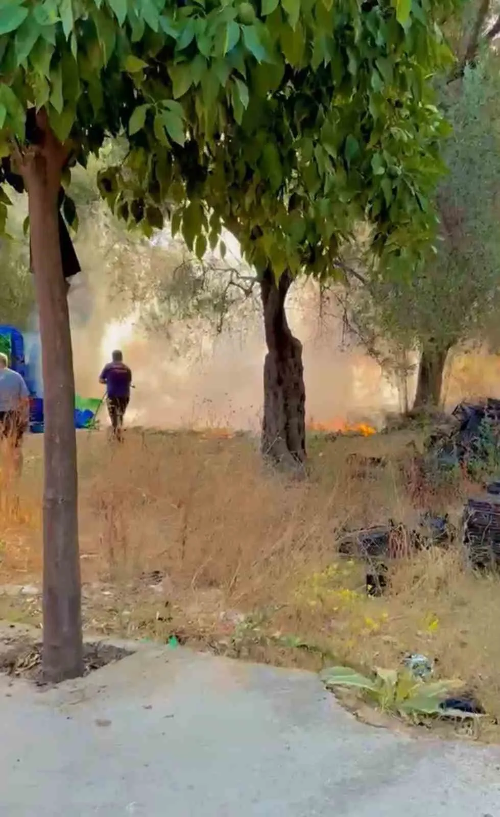 Milas’ta korkutan zeytinlik yangını: Ekipler alevlere geçit vermedi