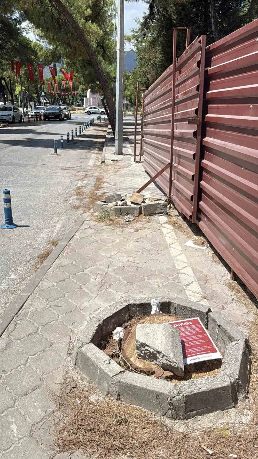Menteşe’de tehlike saçan ağaçlara belediye neşteri: Yerine yenileri dikilecek