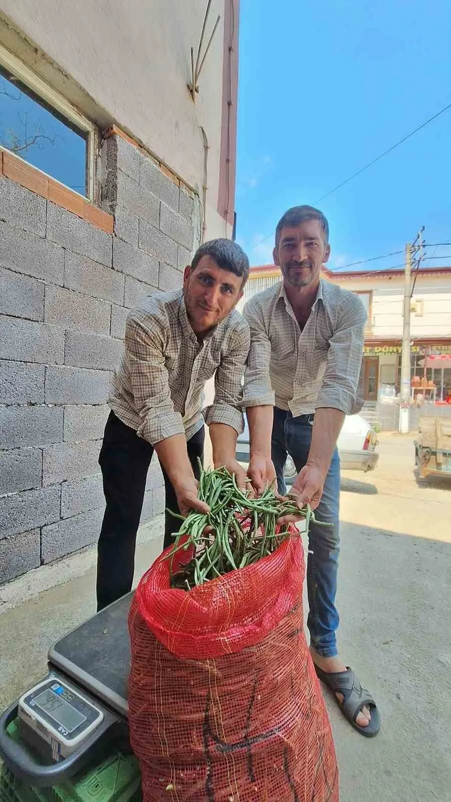 Manisa'nın bereketli yaylalarında hasat zamanı: Börülce üreticisi kazancından memnun