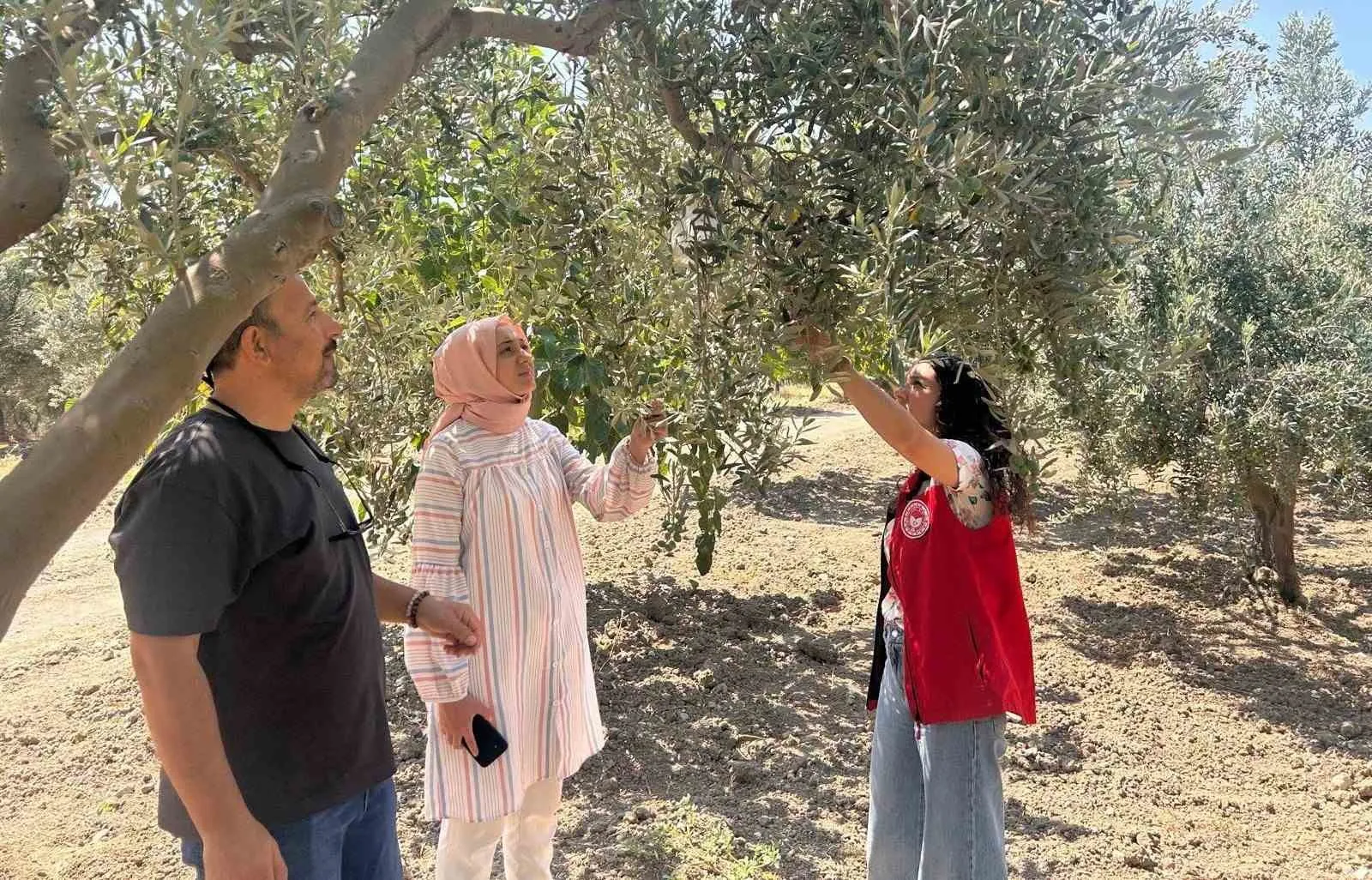 Manisa zeytininde rekolteyi koruma seferberliği: Sahada adım adım takip