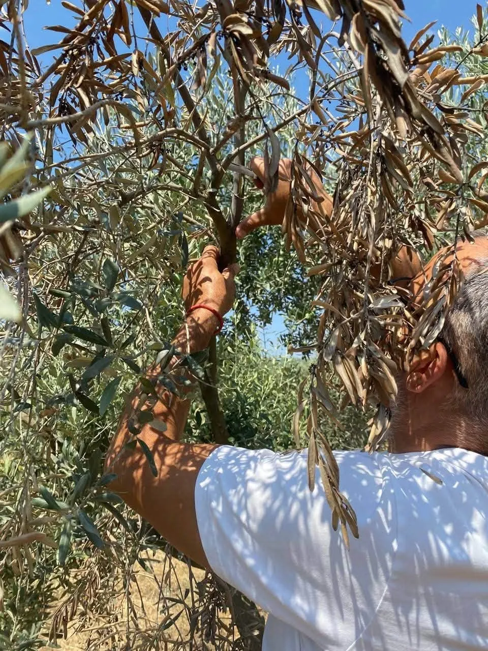 Menteşe’de zeytin üreticisine kritik uyarı: Verim kaybına karşı sahaya indiler