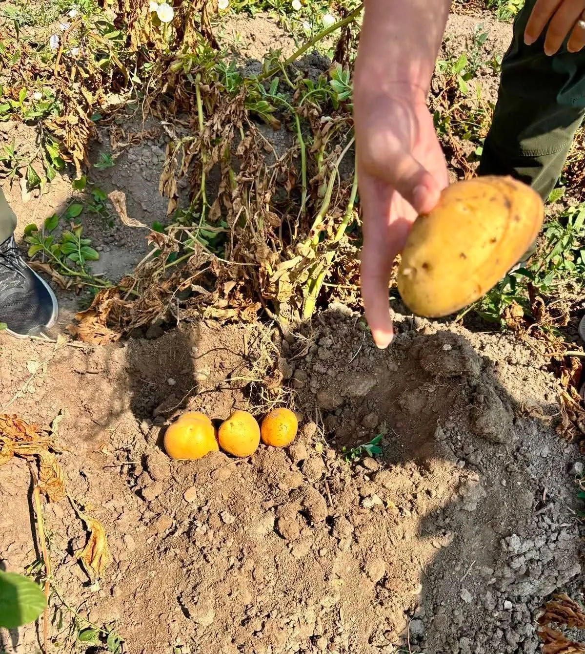 Afyonkarahisar'da patates tarlalarında kritik denetim mesaisi