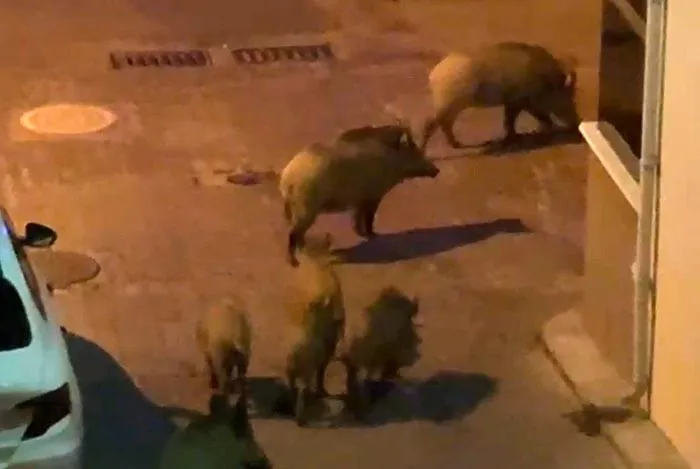 Kuşadası sokaklarında gece mesaisi: Yaban domuzları yerleşime indi