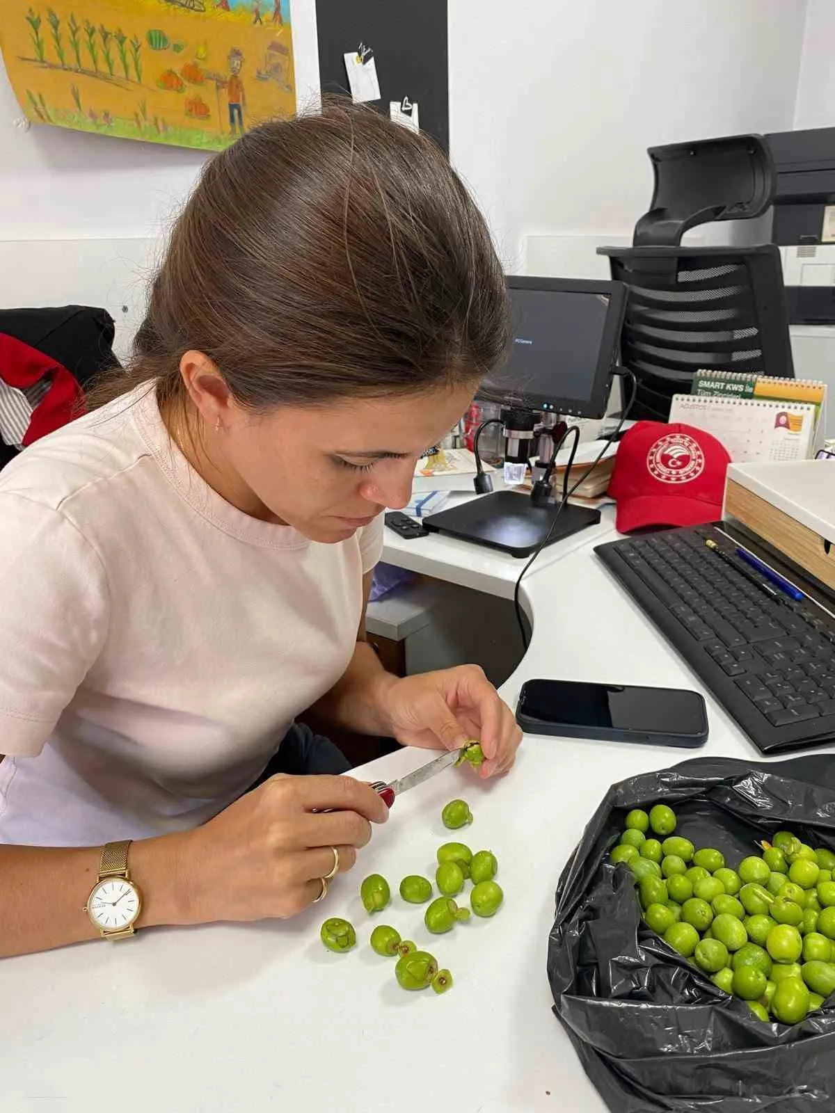 Salihli’de Zeytin Üreticilerine Üç Günlük Kritik İlaçlama Mesaisi