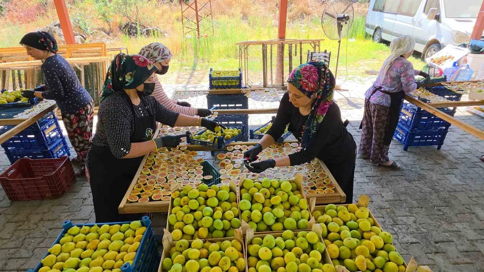 Aydın’ın Altın Dilimleri: Güneş Görmeyen İncirler Dünya Pazarına Hazırlanıyor