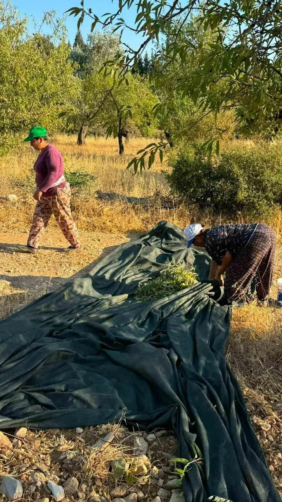 Datça’nın altın sarısı bereketi: Nurlu bademde hasat heyecanı başladı