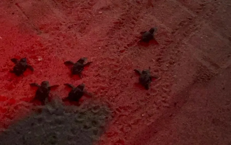 Ege’nin Kumsallarında Yeni Nesil: 504 Caretta Caretta Denizle Buluştu