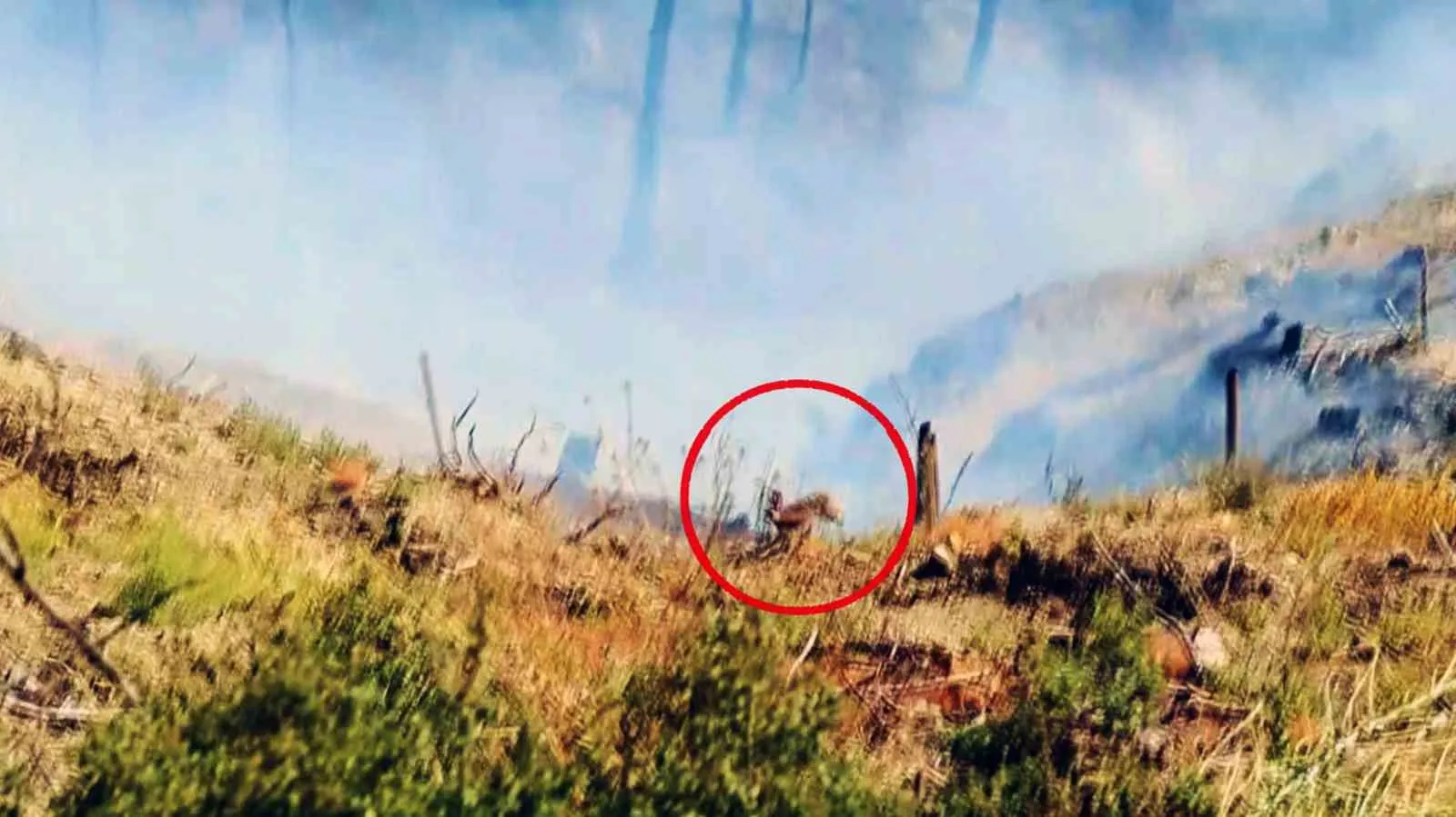 Alevlerin arasından can havliyle kaçış: Doğanın sessiz çığlığı objektiflere yansıdı