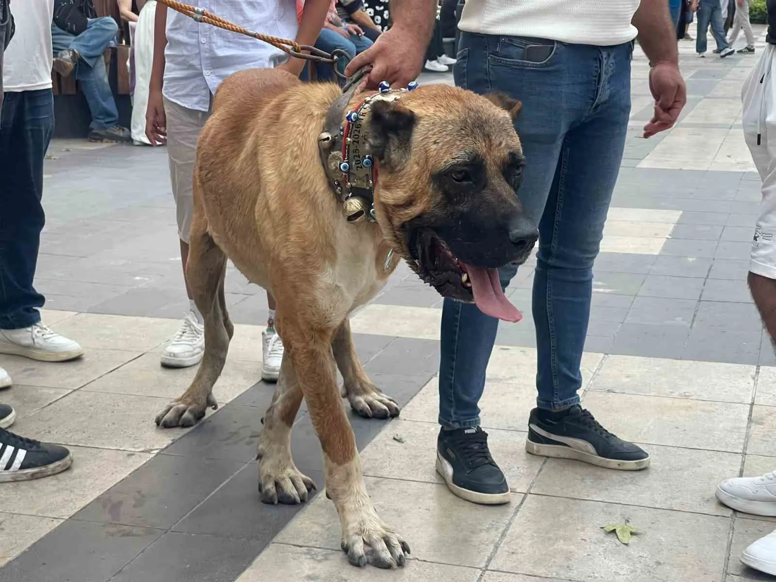 Menderes’in kadim yolcuları şehre indi: 853 yıllık gelenek için geri sayım başladı