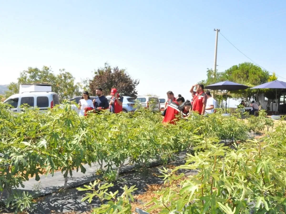 Gördes’te tarımsal dönüşüm: İncir üretimi için kritik inceleme