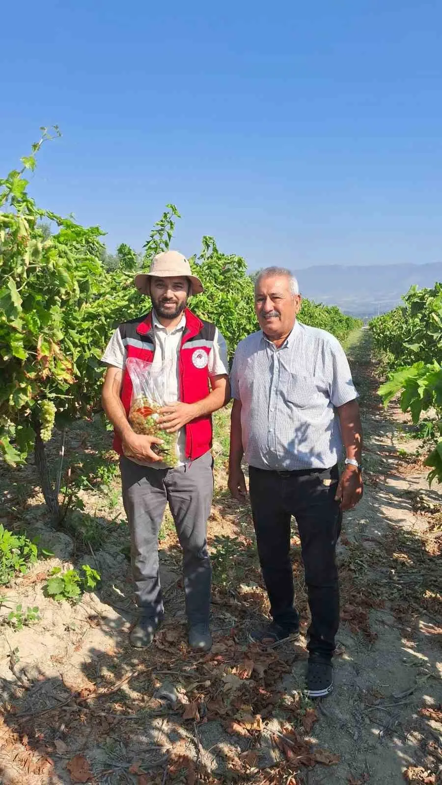Sofralara uzanan yolda sıkı takip: Üzüm bağlarında kritik denetim mesaisi