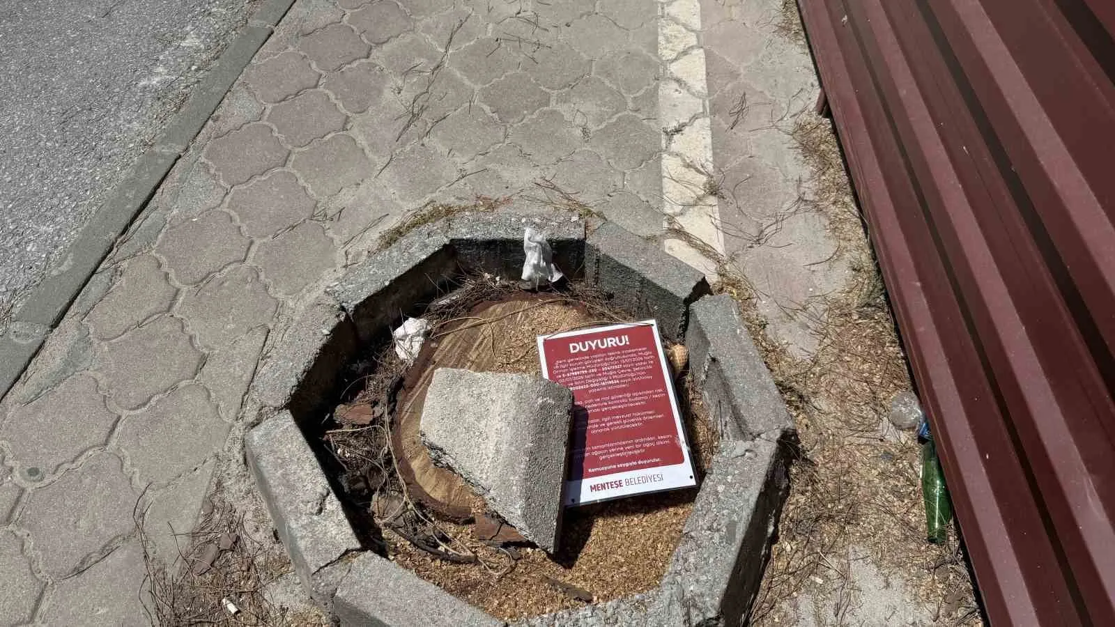 Menteşe’de tehlike saçan ağaçlara belediye neşteri: Yerine yenileri dikilecek