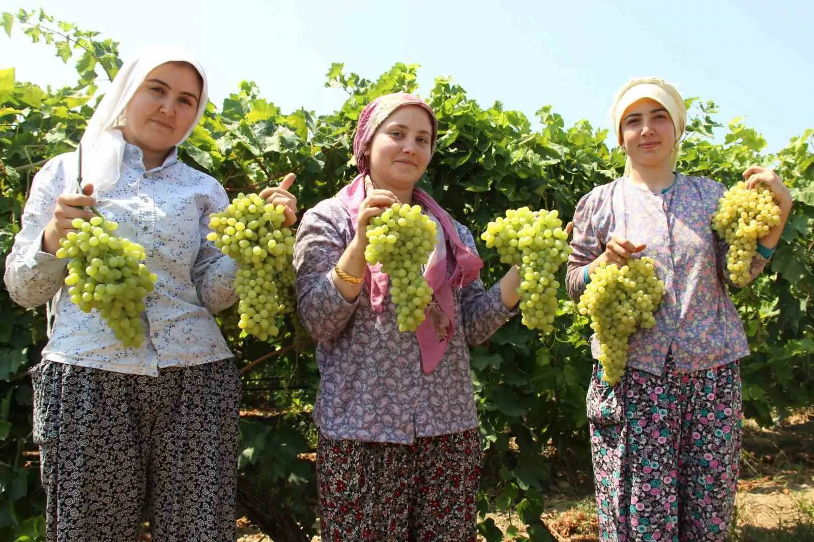 Manisa bağlarında büyük gün: Sultani üzümün dünya yolculuğu başlıyor