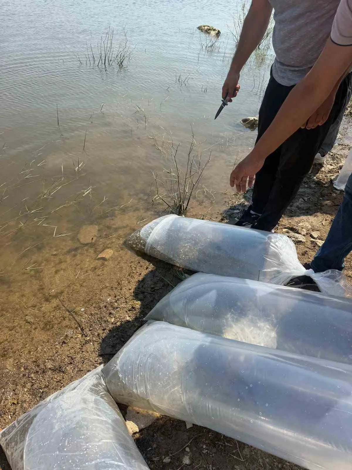 Soma’nın suları bereketleniyor: 250 bin sazan yavrusu doğaya bırakıldı