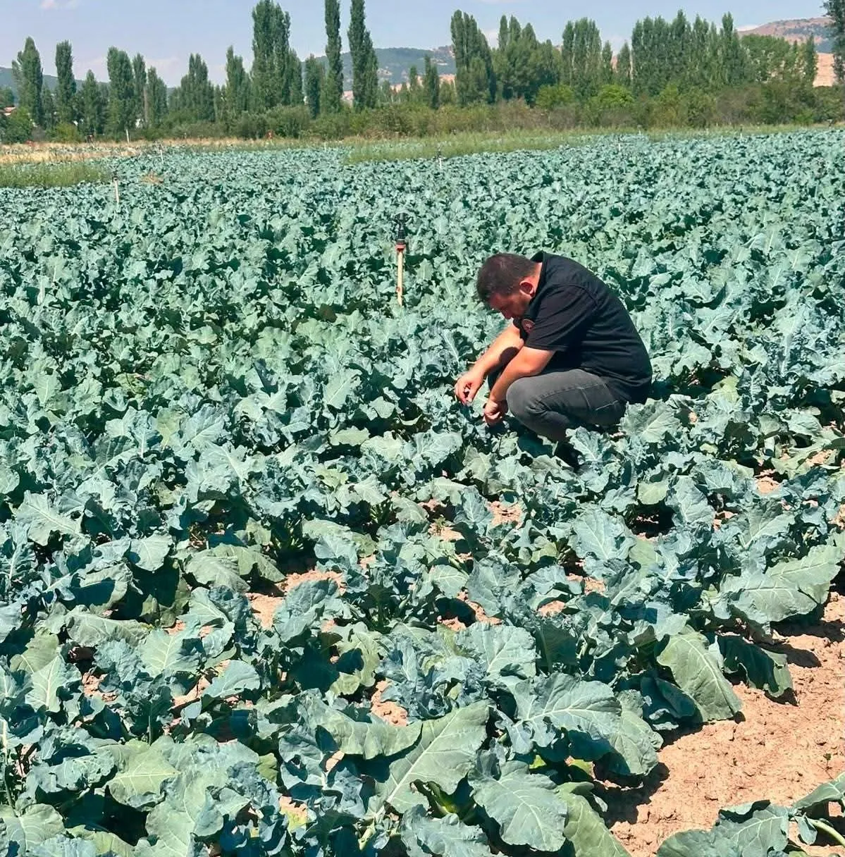 Sinanpaşa’da Brokoli Tarlaları Mercek Altında: Üreticiye Yerinde Teknik Destek
