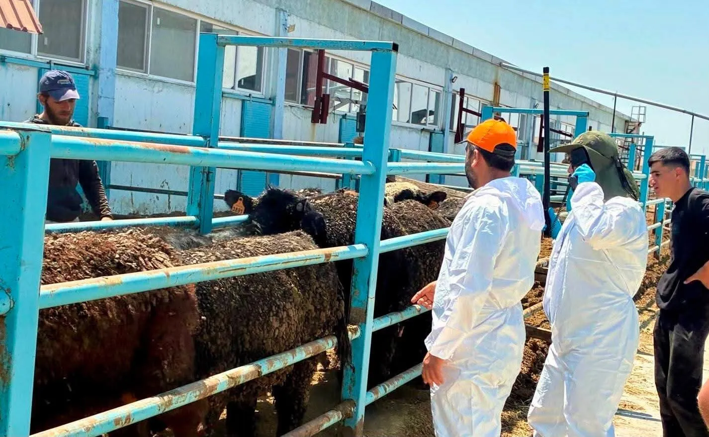 Çay'da hayvancılıkta güvenlik önlemleri: İthal hayvanlara sıkı denetim