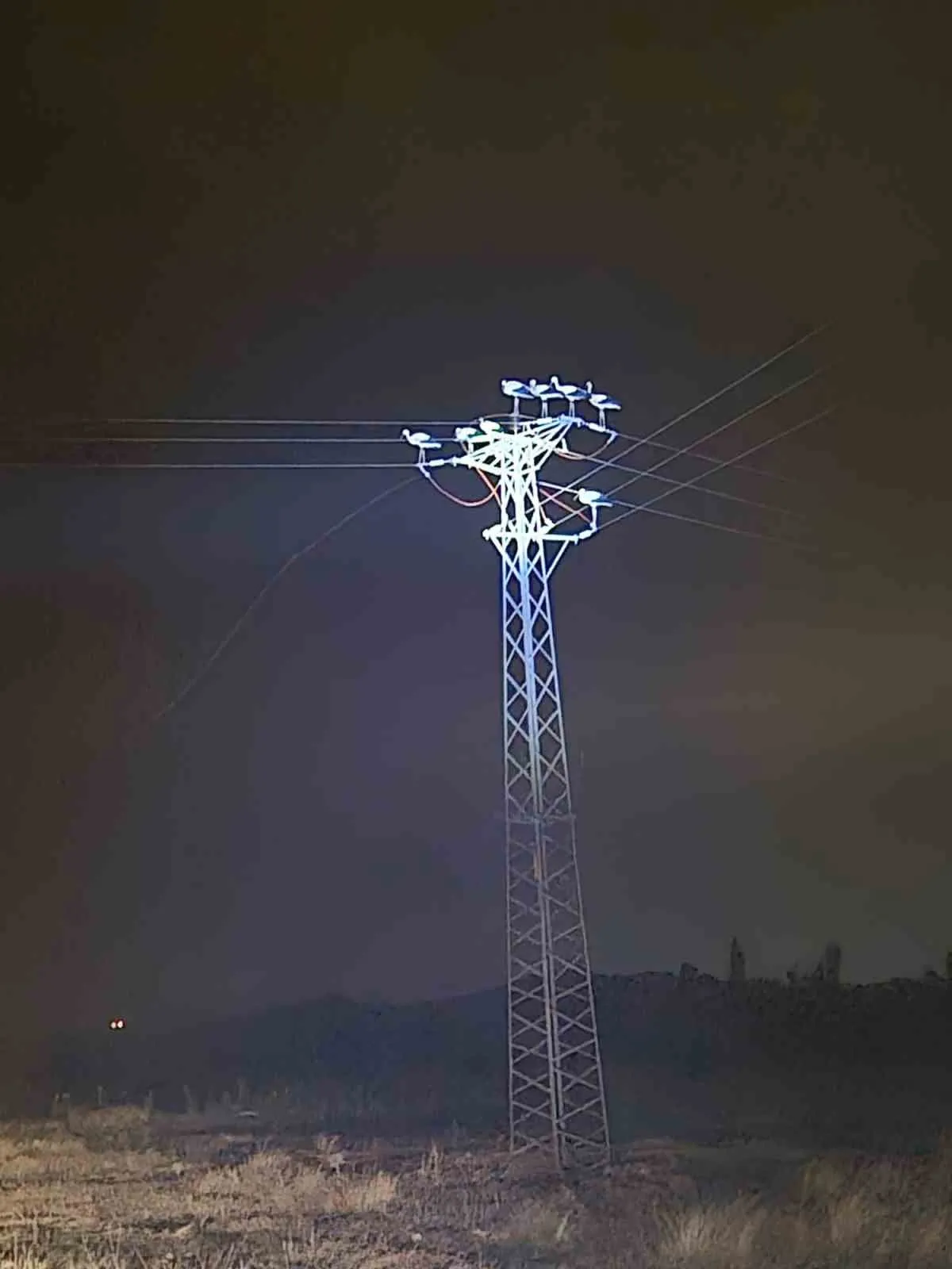 Göç yolundaki leylekler Afyonkarahisar’ı karanlığa gömdü: Enerji hatlarında kısa devre