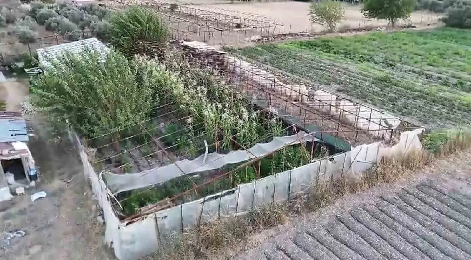 Urla'da narkotik baskını: Tarlada kenevir ve cephanelik çıktı