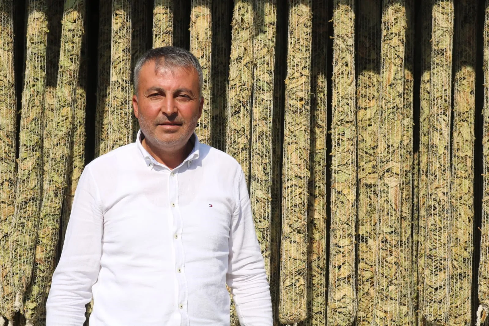 Elma bahçelerinde devrim: Çivril’de tütün üretimi dönemi başladı