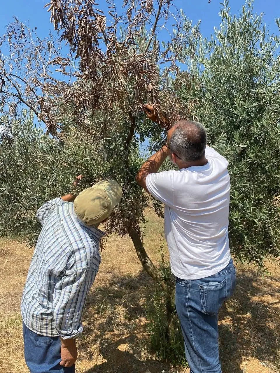 Menteşe’de zeytin üreticisine kritik uyarı: Verim kaybına karşı sahaya indiler