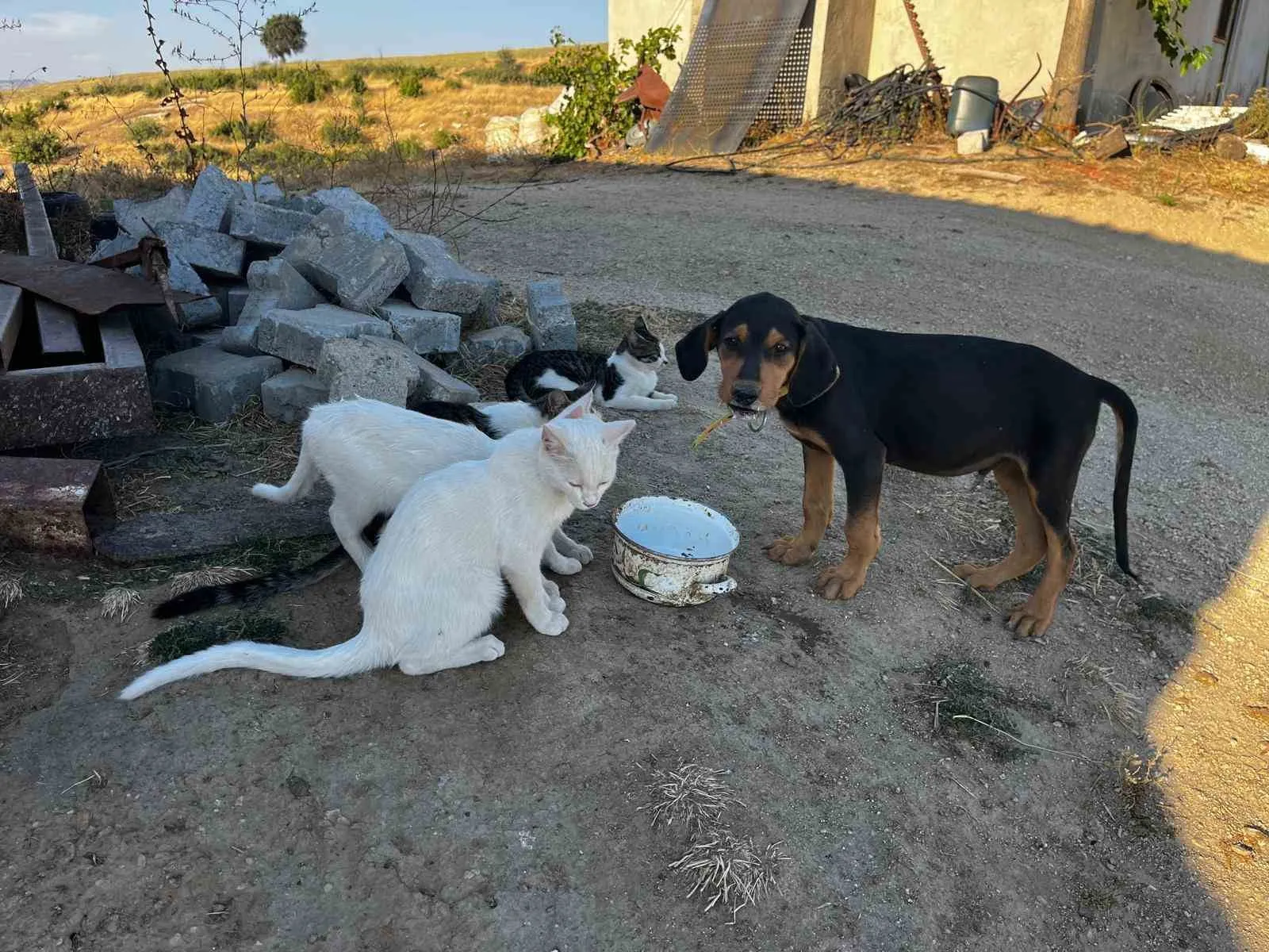 Bahçesinde Büyüttüğü Kedi ve Köpeklerden İnsanlık Dersi: "Kavgasız Bir Dünya Mümkün"
